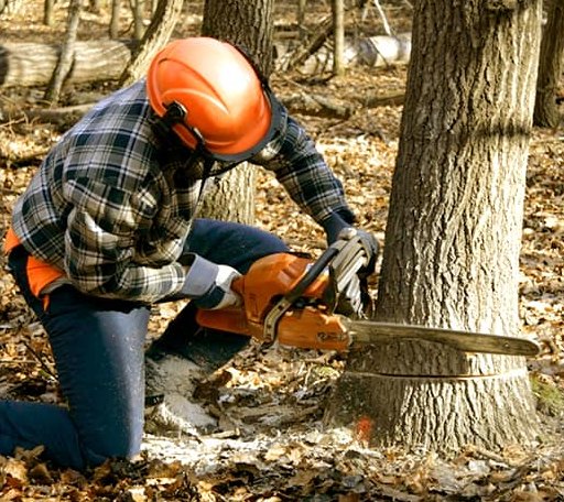 Tree Removal in Morris, OK